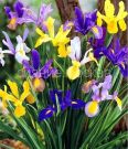 Iris-goll-Misterius-Rejnbou-Miks-Smes-7-8-10-sht