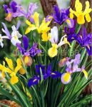 Iris-goll-Misterius-Rejnbou-Miks-Smes-7-8-10-sht