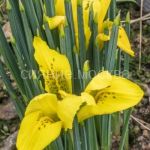 Iris-Danforda-5-6-8-sht