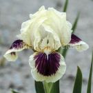 Iris-karlikovyj-Blek-Cherri-Delajt-1-sht