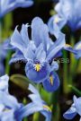 Iris-setchatyj-Alida-5-6-8-sht