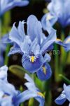Iris-setchatyj-Alida-5-6-8-sht