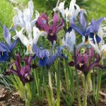 Iris-setchatyj-smes-5-6-8-sht