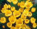 Krokus-Golden-Jellou-7-8-1-sht