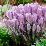 Krokus-Strajped-Berd-7-8-1-sht