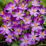 Krokus-Uajtvell-Purpl-5-1-sht
