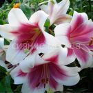 Liliya-Triumfator-12-14-LO-5-sht