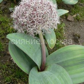 Лук декоративный каратавский 10/12, 5 шт.