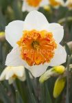 Narciss-Vengerskaya-Raspodiya-12-14-1-sht