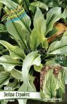 Hosta-Zebra-Strajps-ZEBRA-STRIPES-1-sht