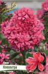Floks-Kleopatra-Phlox-paniculata-Cleopatra-1-sht