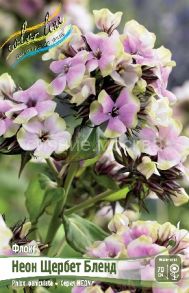 Флокс Neon Щербет Бленд, (Phlox paniculata Neon Sherbet Blend ) 1 шт.