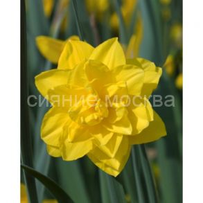 Нарцисс Йеллоу Парадиз, z10-12, 1 шт.