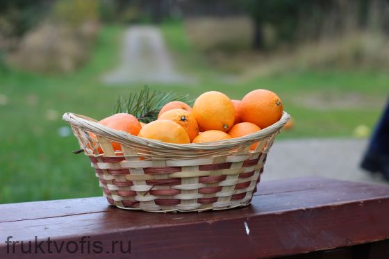 Фруктовая корзина "Витаминная"