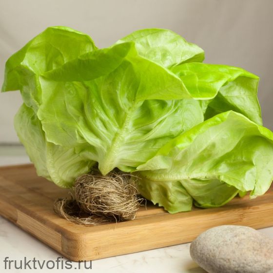 Салат Латук 1кг Салат Латук 1кг