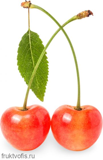 Розовая черешня Розовая черешня