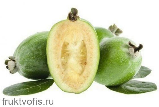 Фейхоа кг