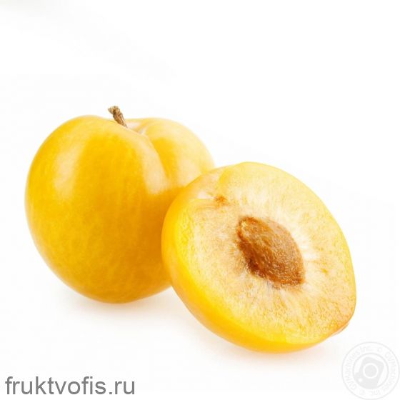 Слива желтая