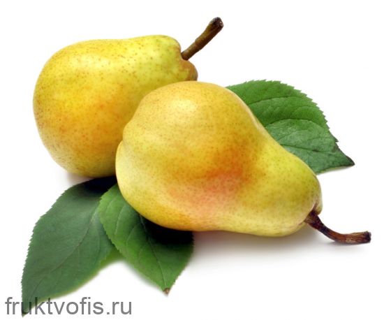 Груша новый урожай Губа Груша новый урожай Губа