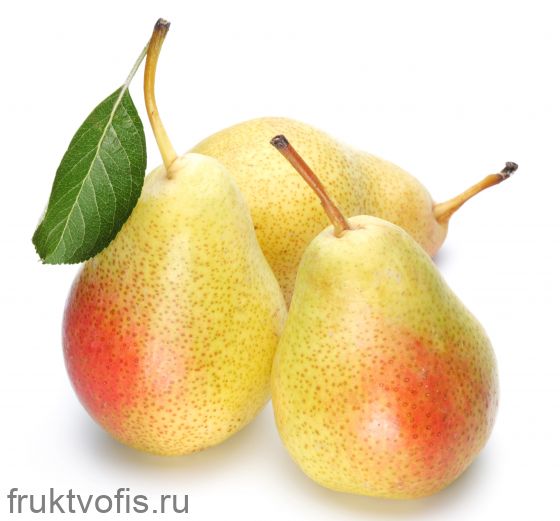 Груша Вильямс Груша Вильямс