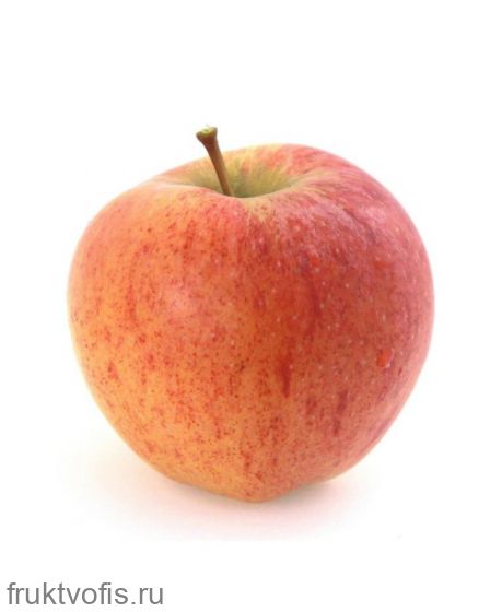 Яблоки Чемпион