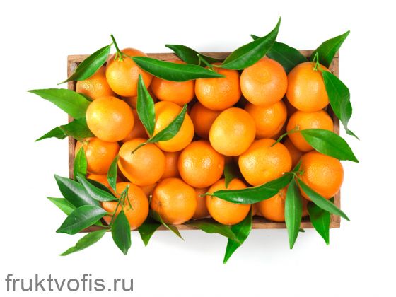 Мандарины отборные Марокко без косточек Мандарины отборные Марокко без косточек