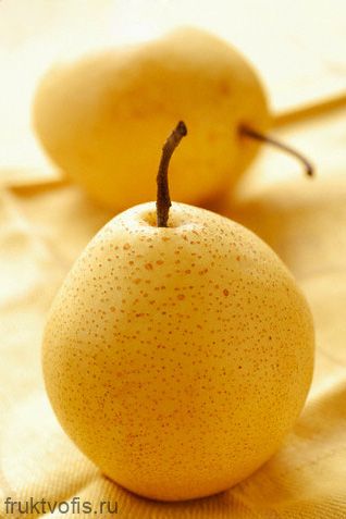 Груша китайская