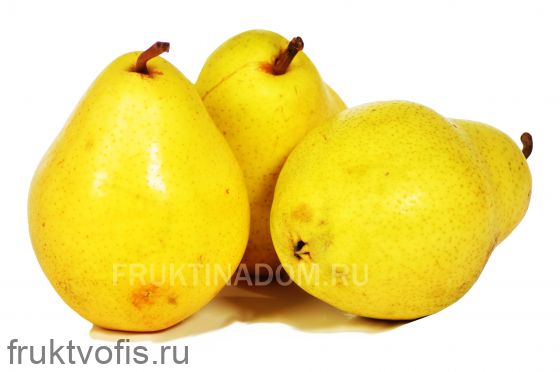 Груша Вермонт Груша Вермонт