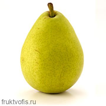 Груша Анжу Груша Анжу