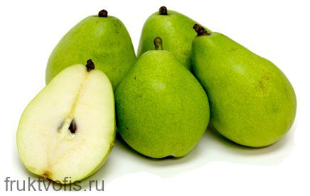 Груша Анжу Груша Анжу