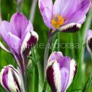 Krokus-Spring-Byuti