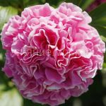 Pion-Karnejshn-Buket-2-3p-1-sht