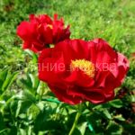 Pion-Makinak-Grand-2-3p-1-sht