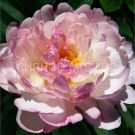 Pion-Petit-Jelegans-2-3p-1-sht