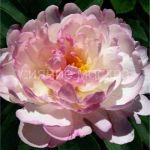 Pion-Petit-Jelegans-2-3p-1-sht