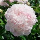 Pion-Svit-16-2-3p-1-sht