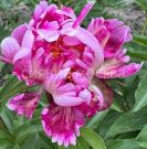 Pion-Cherri-Tvist-2-3p-1-sht