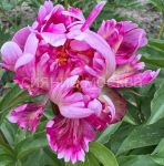Pion-Cherri-Tvist-2-3p-1-sht