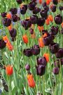 Smes-quot-Georgievskaya-quot-tyulpany-lil-triumf-11-12-5-sht