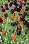 Smes-quot-Georgievskaya-quot-tyulpany-lil-triumf-11-12-5-sht