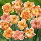 Smes-Narcis-Splitkorona-12-14-3-sht