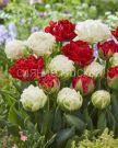 Smes-quot-Parad-quot-tyulpany-mahr-bahr-11-12-5-sht