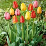 Smes-Tyulpan-Darvinovskie-gibridy-11-12-8-sht