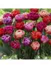 Smes-Tyulpany-Dazzling-Dabl-Miks-11-12-6-sht