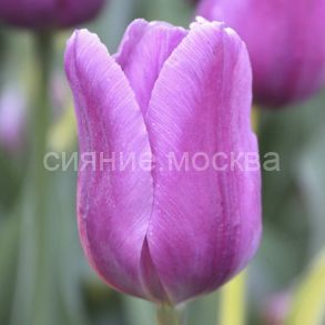Тюльпан Блю Бьюти, 11/12, 1 шт.