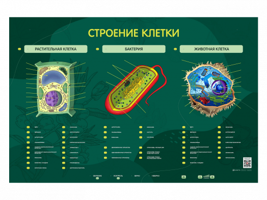 Электрифицированный стенд "Строение клетки"