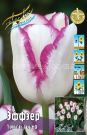 Tyulpan-Jeffeer-11-12-seriya-Triumf-1-sht