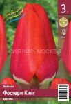 Tyulpan-Fosteri-King-Darvinovskij-gibrid-11-12-1-sht
