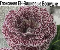 ЕН-Вишневые Веснушки
