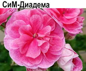 Пеларгония густомахровая СиМ-Диадема